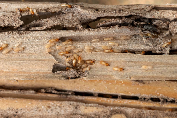 Reliable Bethel Island, CA Pest Control Solutions